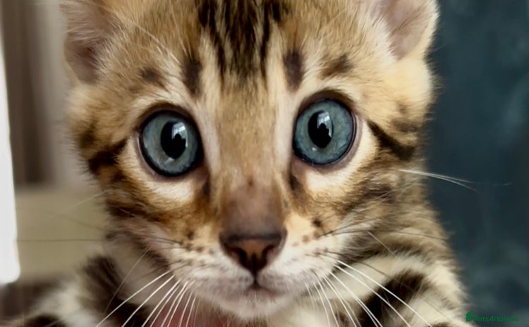 Bengal cats - Advert 4
