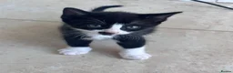 Mixed Breed cats for sale: Gorgeous kittens for sale - Advert 5