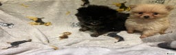 Pomchi dogs for sale: Pomeranian puppy's  - Advert 2