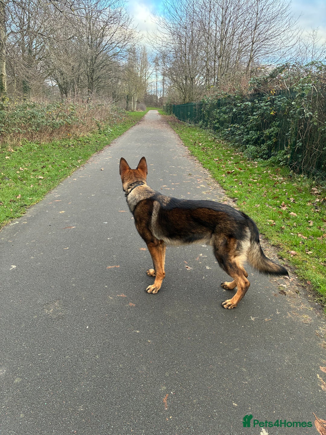 German Shepherd dogs for stud: KC Registered Working Line Sable German Shepherd - Advert 3