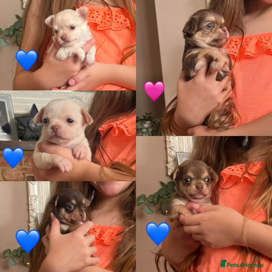 Chihuahua dogs for sale: Oh hey! We are new here! Beautiful Chihuahua pups - Advert 13
