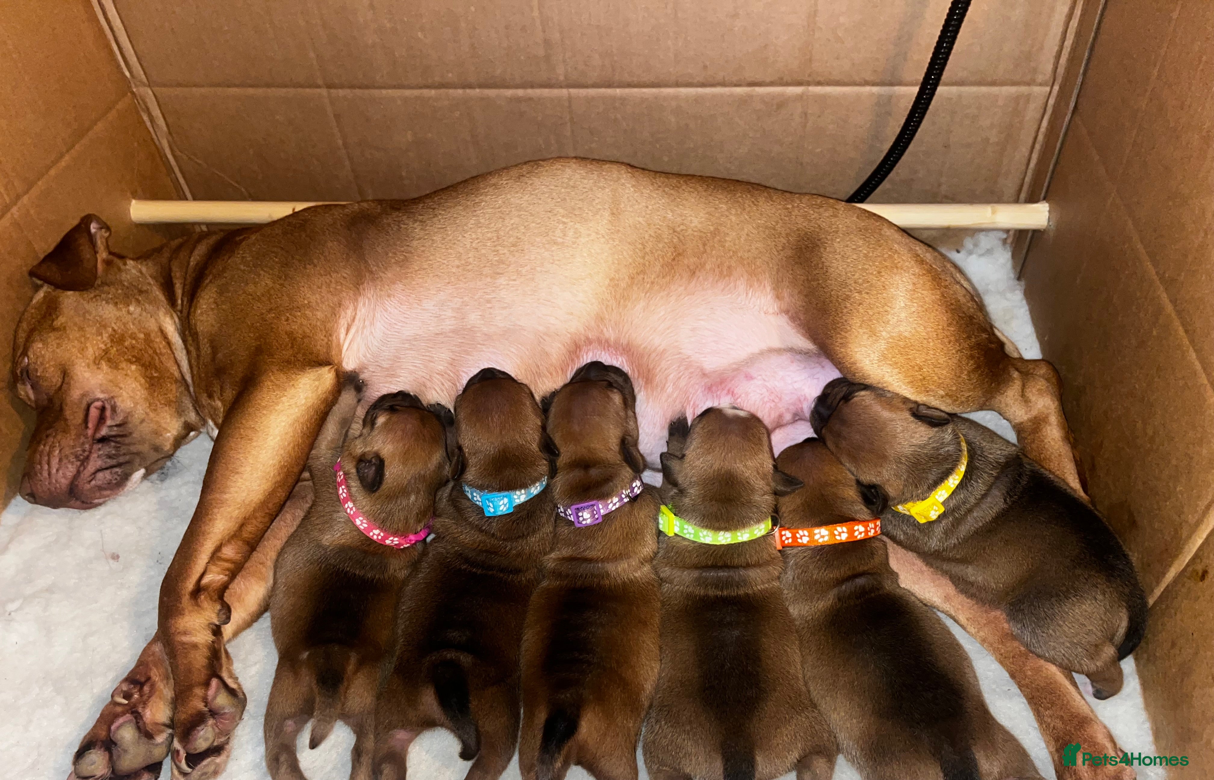 Staffordshire Bull Terrier dogs BEAUTIFUL RED STAFFORDSHIRE BULL TERRIER PUPPIES - Advert 6