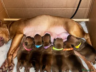 Staffordshire Bull Terrier dogs BEAUTIFUL RED STAFFORDSHIRE BULL TERRIER PUPPIES - Advert 6