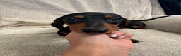 Miniature Dachshund dogs for sale: Miniature dachshunds  - Advert 6