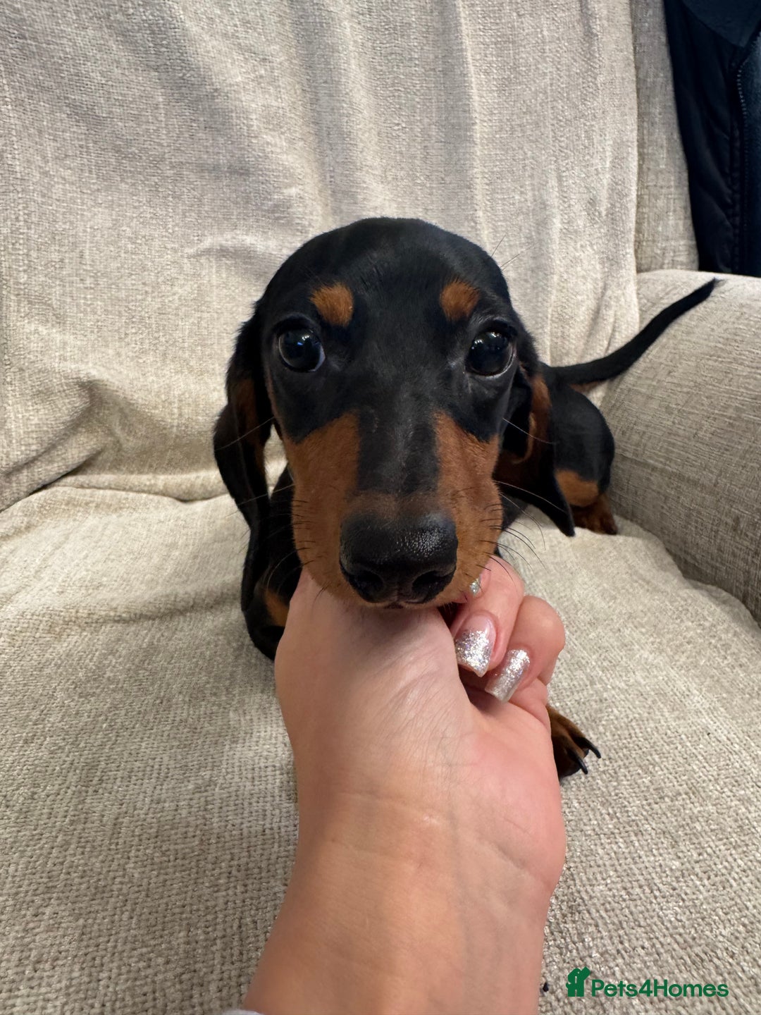 Miniature Dachshund dogs for sale: Miniature dachshunds  - Advert 6