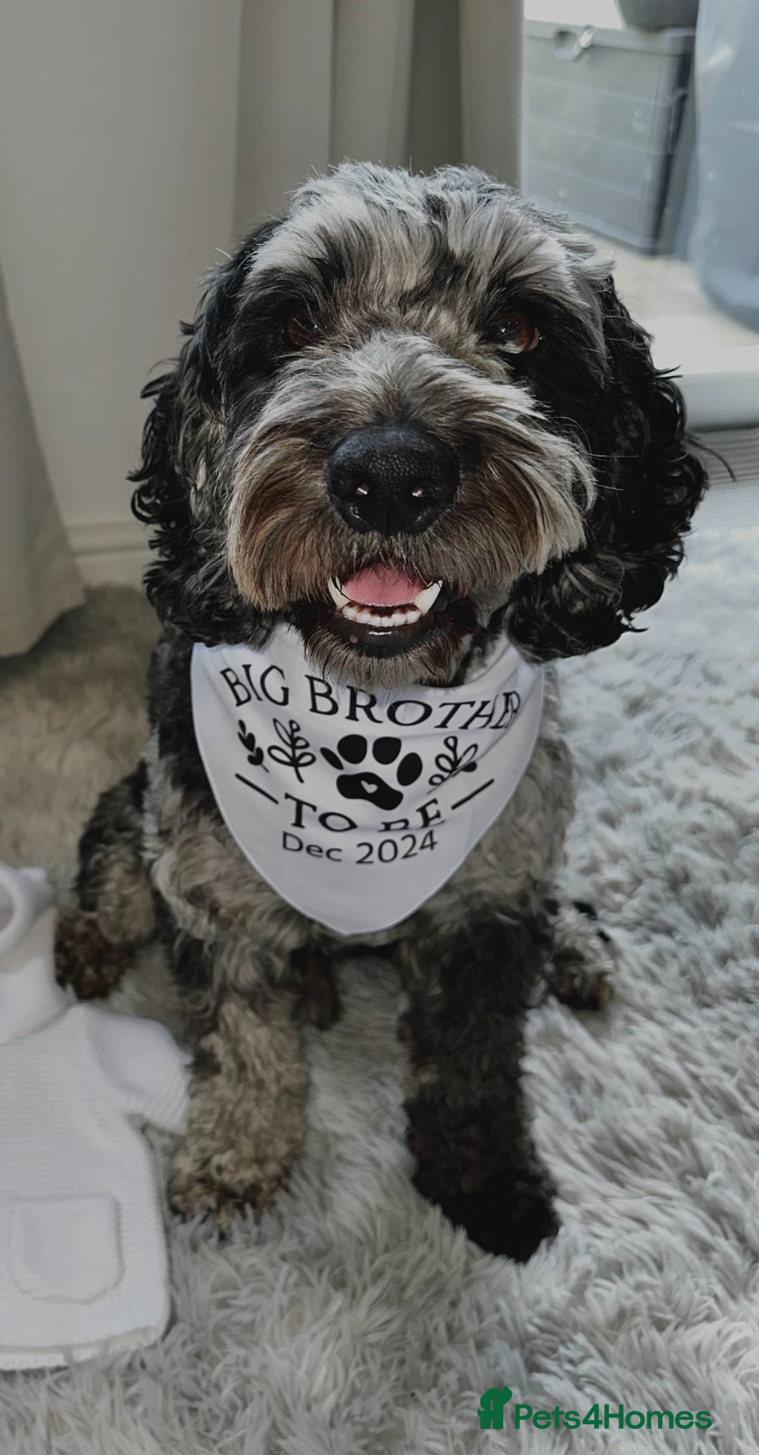 Cockapoo dogs for stud: Merle F1 Cockapoo (Proven) for stud in Penrith - Advert 1