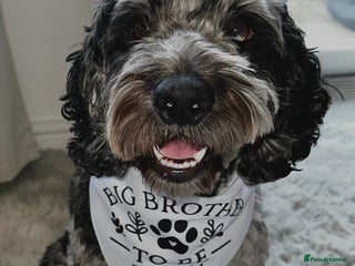 Cockapoo dogs in Penrith - Advert 5