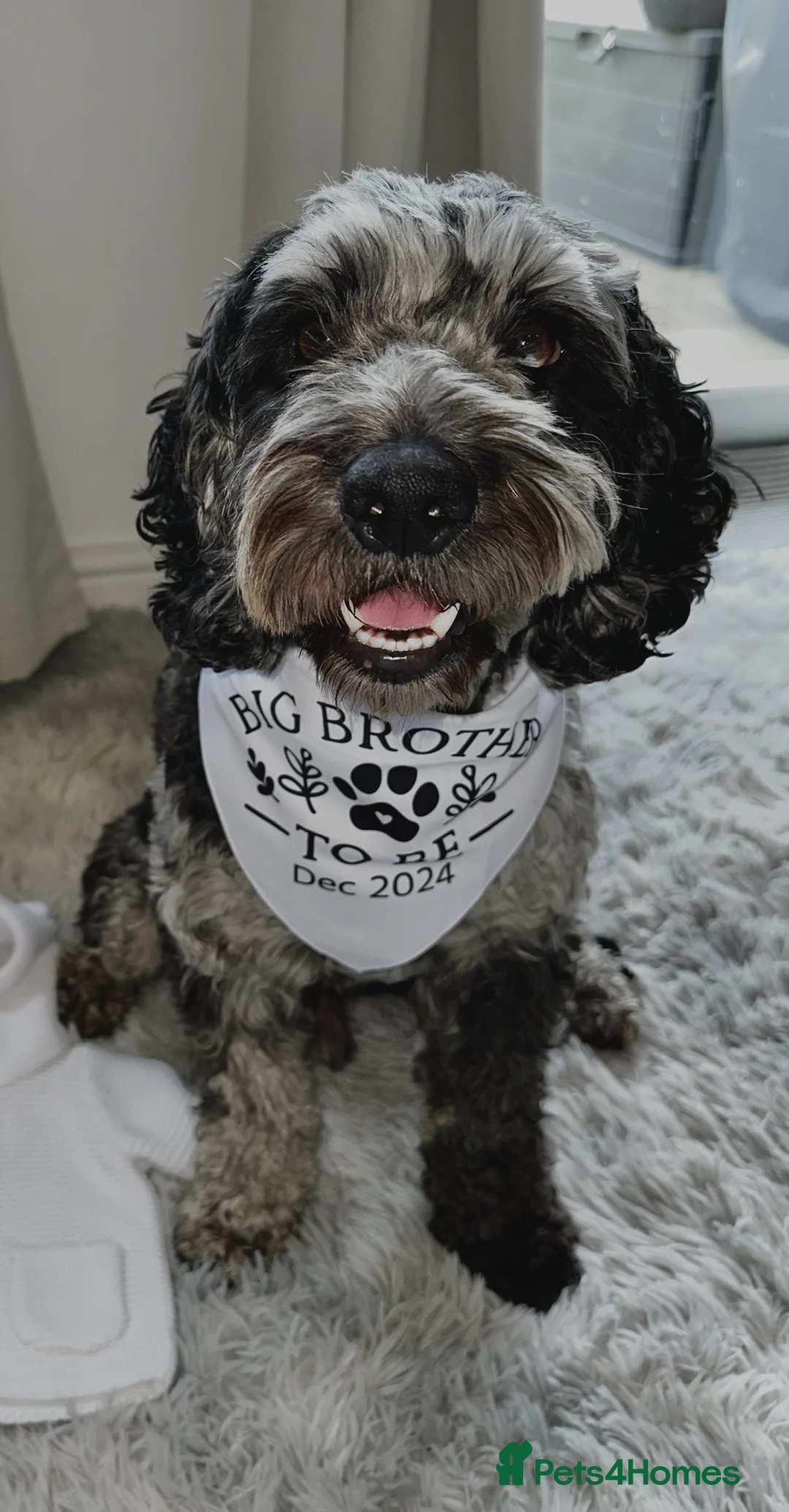 Cockapoo dogs for stud: Merle F1 Cockapoo (Proven) for stud in Penrith - Advert 1