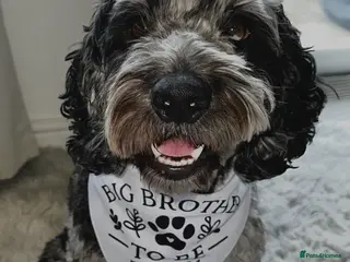 Cockapoo dogs Merle F1 Cockapoo (Proven) for stud in Penrith - Advert 22