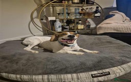 Beagle dogs for adoption: DOUG – 2 years old, Male, Beagle Boy - Advert 11