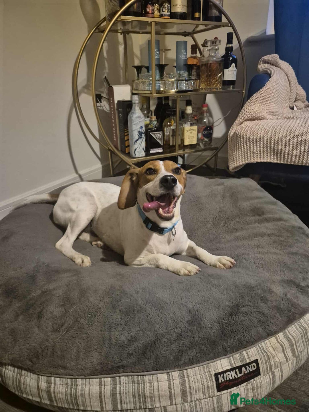 Beagle dogs for adoption: DOUG – 2 years old, Male, Beagle Boy - Advert 11