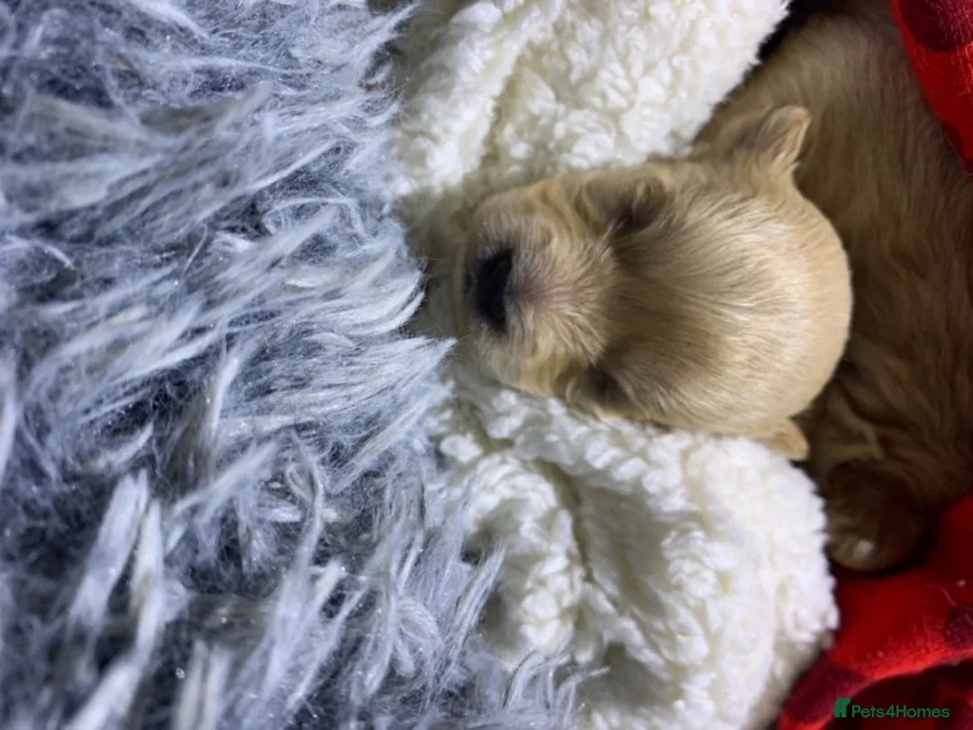 Cavapoo dogs for stud: Extensively Health Tested Deep Red Tiny Toy Poodle in Mansfield - Advert 11