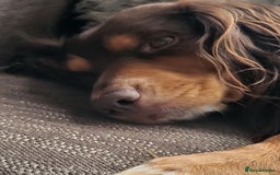 Cocker Spaniel dogs for sale: Two adult spaniels - Image 4