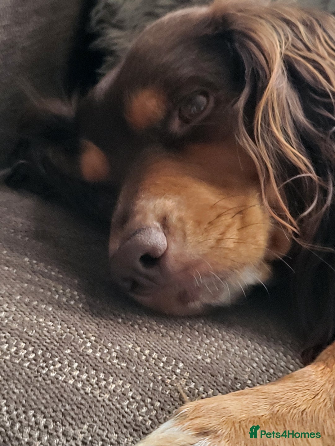Cocker Spaniel dogs for sale: Two adult spaniels - Image 4