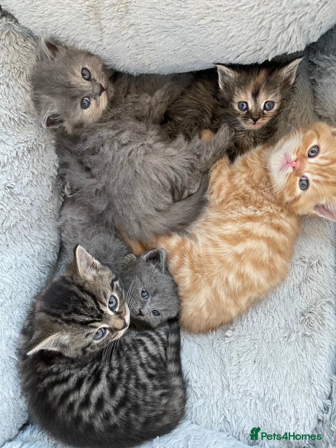 Mixed Breed cats for sale: Adorable Persian x Ragdoll x Tabby kittens in Haverfordwest - Advert 1