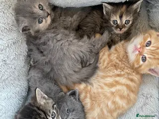 Mixed Breed cats Adorable Persian x Ragdoll x Tabby kittens - Advert 10