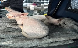 Devon Rex cats for sale: Quintelin Devon Rex - Image 3