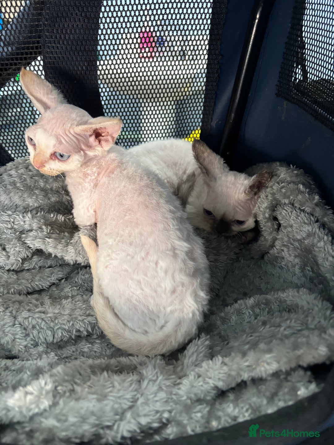 Devon Rex cats for sale: Quintelin Devon Rex - Image 3