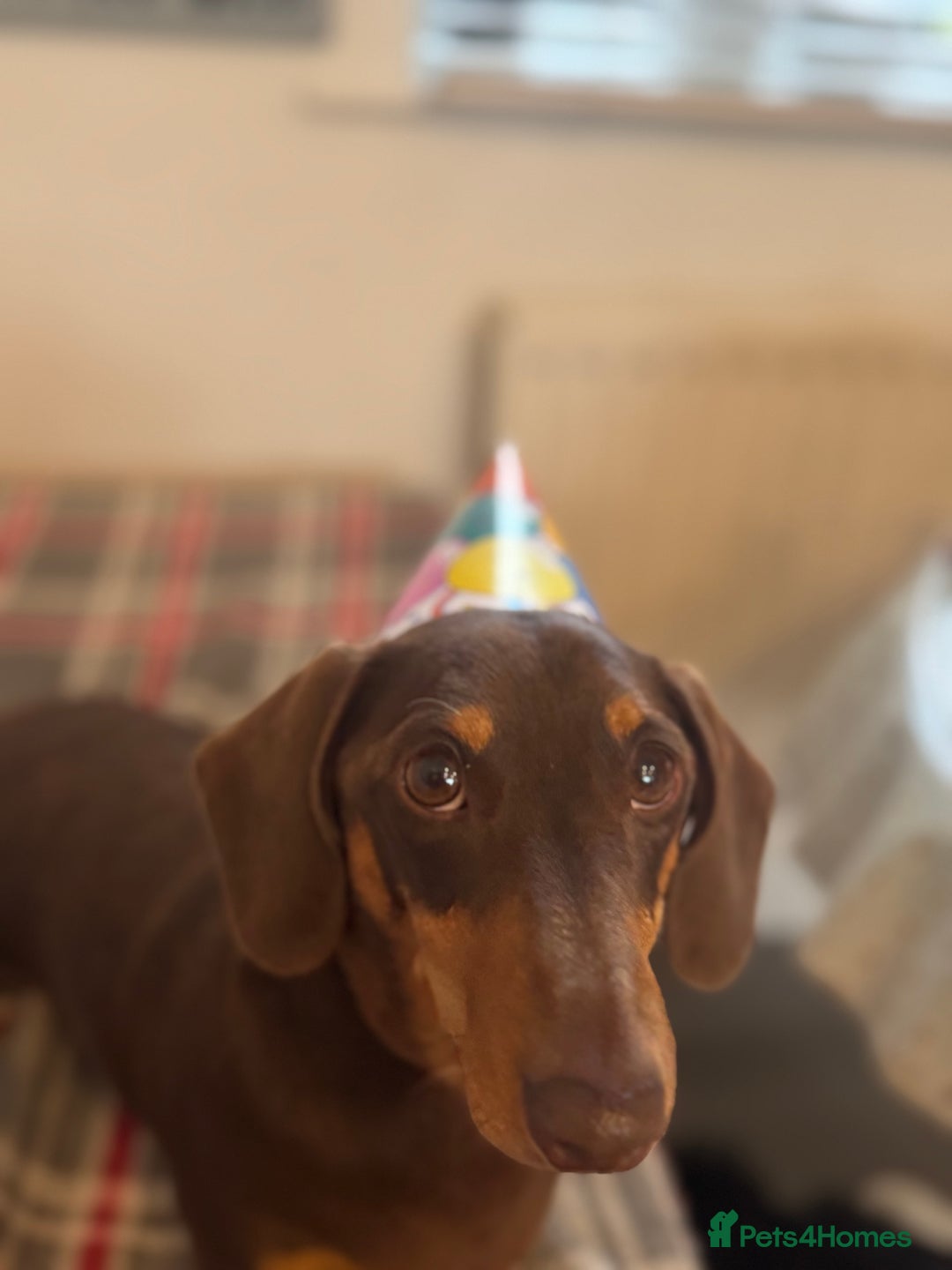 Dachshund dogs for sale: Sausage dog dachshund  - Advert 2