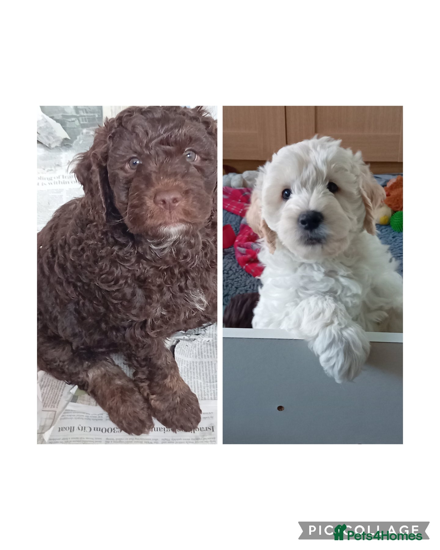Goldendoodle dogs Adorable Miniature Double Doodle puppies  - Advert 5