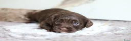 Cavapoo dogs for sale: F1 rare chocolate/choc Merle Cavapoo pups - Advert 28