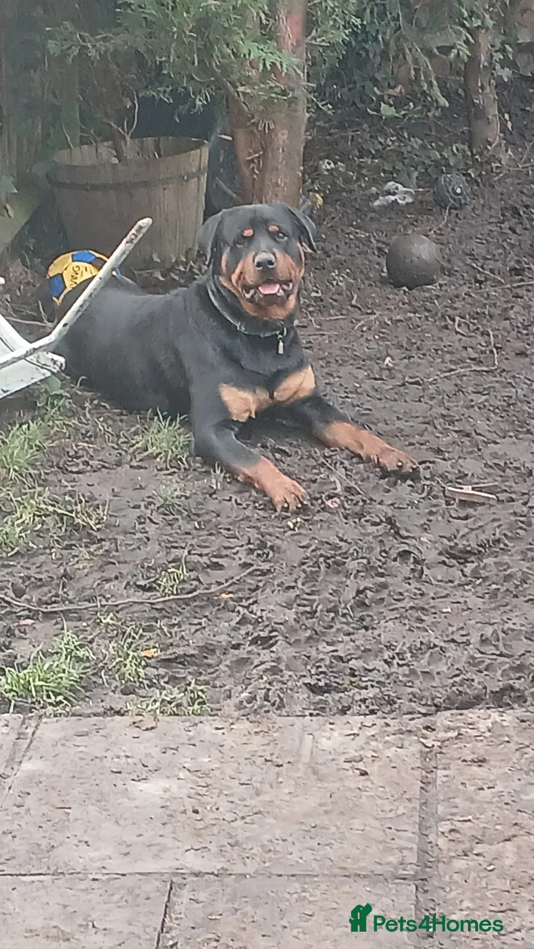 Rottweiler dogs for sale: Reggie ( please read ad before messaging) - Advert 3