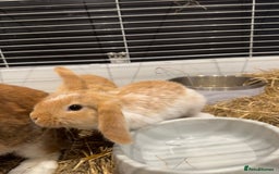 Mini Lop rabbits for sale: 2 beautiful mini lop girls available now - Image 6