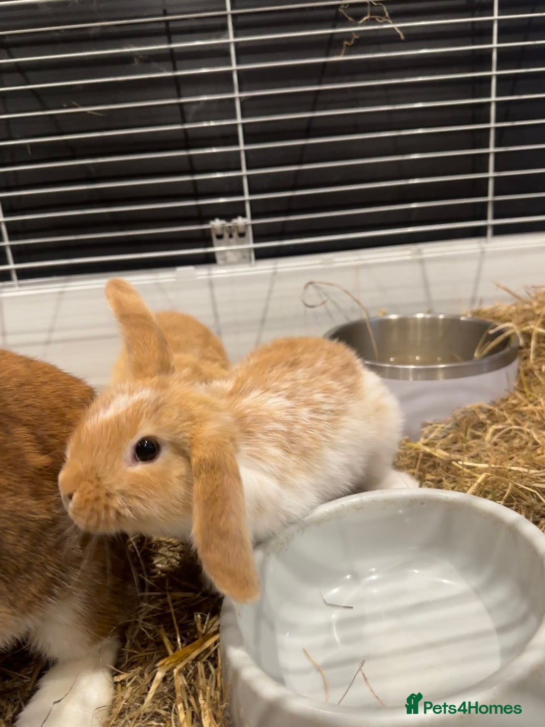 Mini Lop rabbits for sale: 2 beautiful mini lop girls available now - Image 6