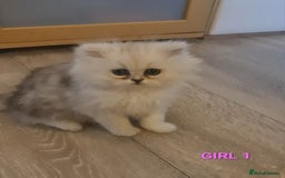 Persian cats for sale: READY NOW! Persian chinchilla kittens - Image 3