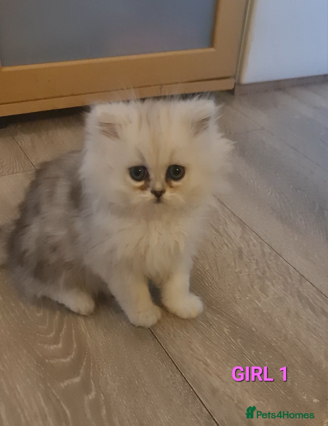 Persian cats for sale: READY NOW! Persian chinchilla kittens - Image 3