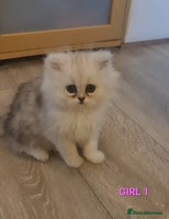 Persian cats - Advert 9