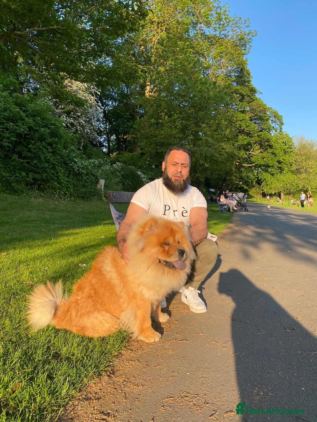 Chow Chow dogs for sale: Chow chow - Advert 22