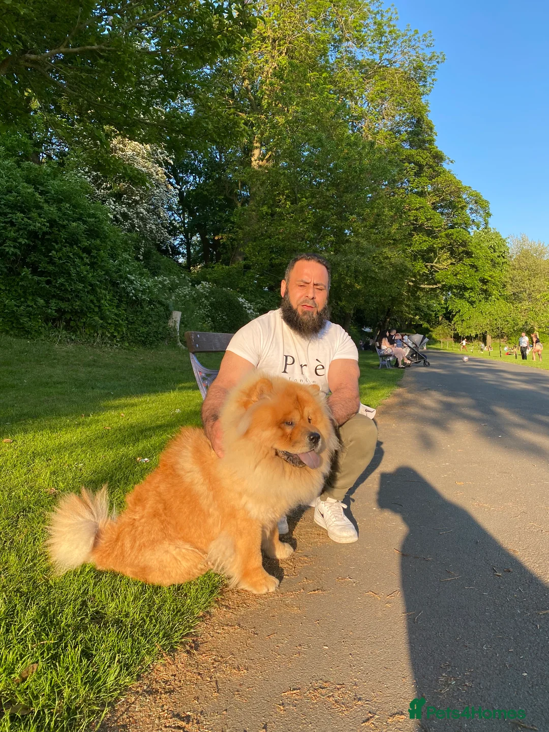 Chow Chow dogs for sale: Chow chow - Advert 22