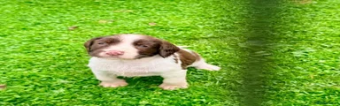 English Springer Spaniel 1