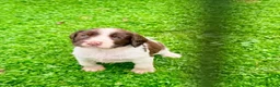 English Springer Spaniel dogs for sale: English Springer Spaniel - Advert 5