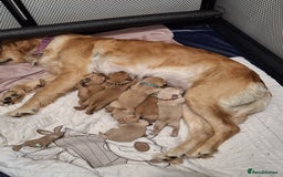 Goldador dogs for sale: BEAUTIFUL GOLDADOR FEMALES - Image 2
