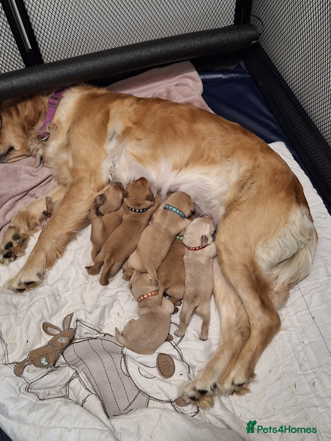 Goldador dogs for sale: BEAUTIFUL GOLDADOR FEMALES - Image 2