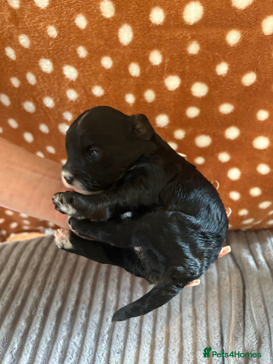 Mixed Breed dogs for sale: 8 beautiful cockapoo cross cavapoo pups - Image 9