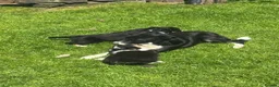 Border Collie dogs for sale: 2 Beautiful Border Collie bitch pups in Sheffield - Advert 4