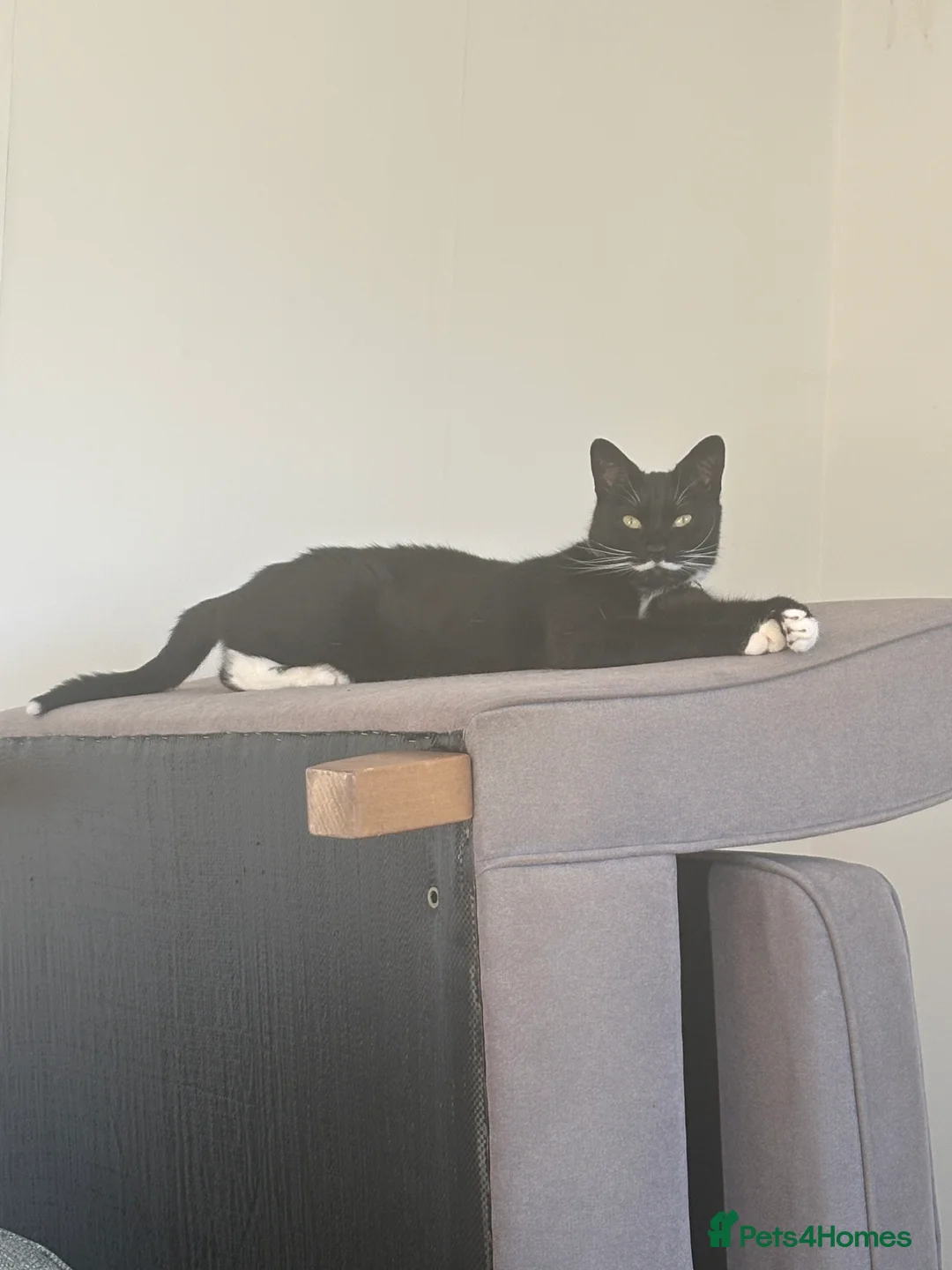 Mixed Breed cats for sale: Tuxedo cat - Advert 3