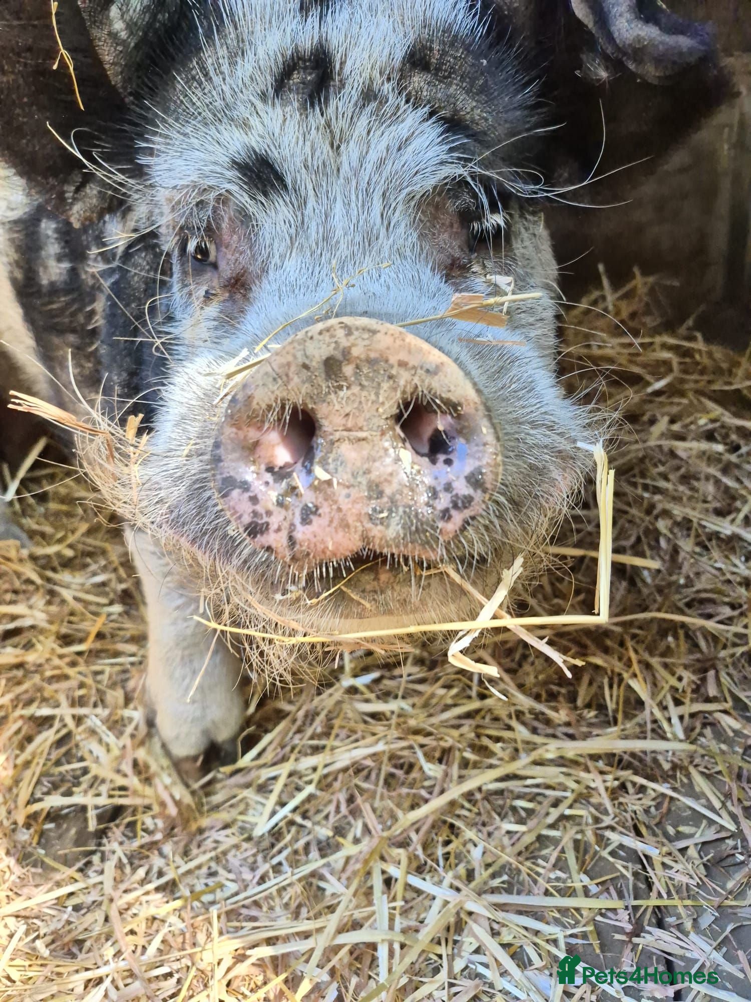 Pig livestock Loveable Kune x Julianna Boar - Barry - Advert 2