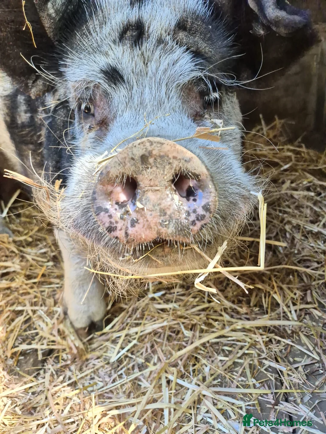 Pig livestock for sale: Loveable Kune x Julianna Boar - Barry in Peterborough - Advert 1