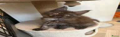 Maine Coon 2