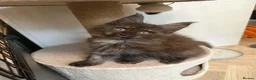 Maine Coon cats for sale: Maine Coon Registered TICA - Advert 37