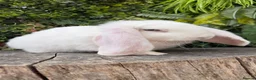 French Lop rabbits for sale: French Lop babies  - Advert 2