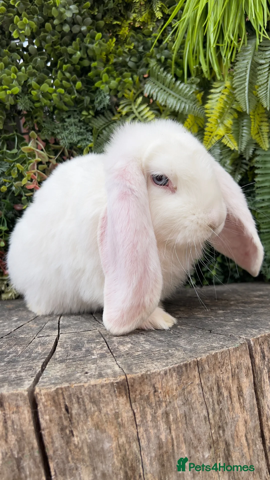 French Lop rabbits for sale: French Lop babies  - Advert 2