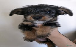 Mixed Breed dogs for sale: 💞 Beautiful Yorkie Russel Puppies 💞 - Image 25