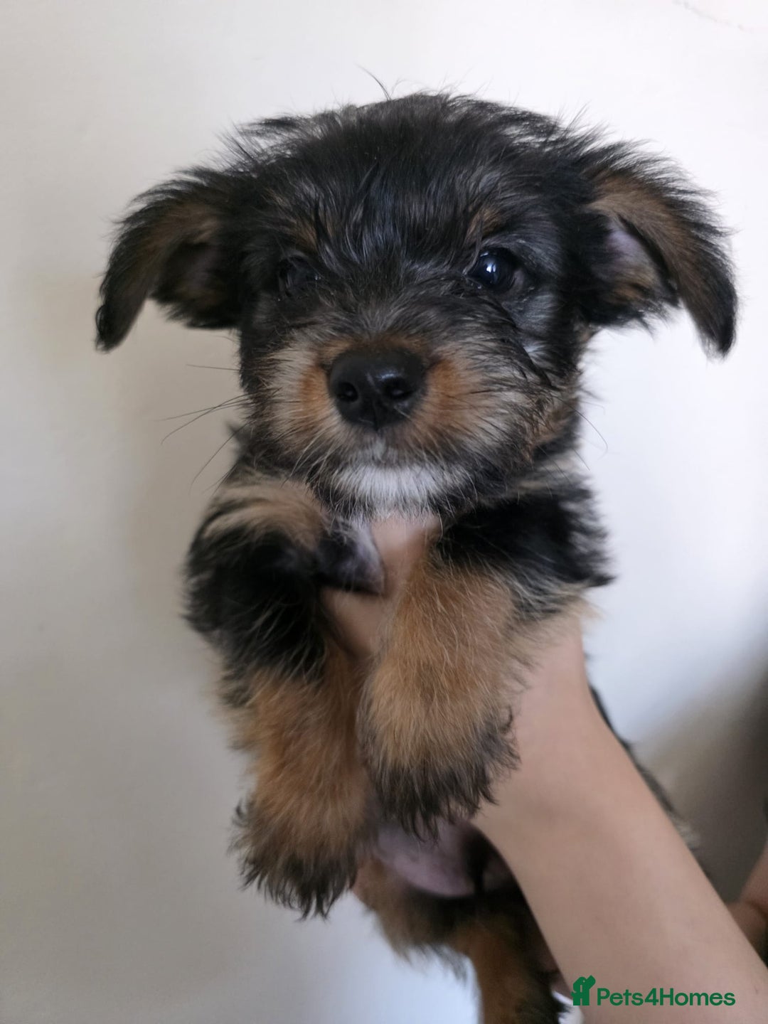 Mixed Breed dogs for sale: 💞 Beautiful Yorkie Russel Puppies 💞 - Image 25