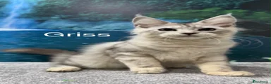 Maine Coon 5