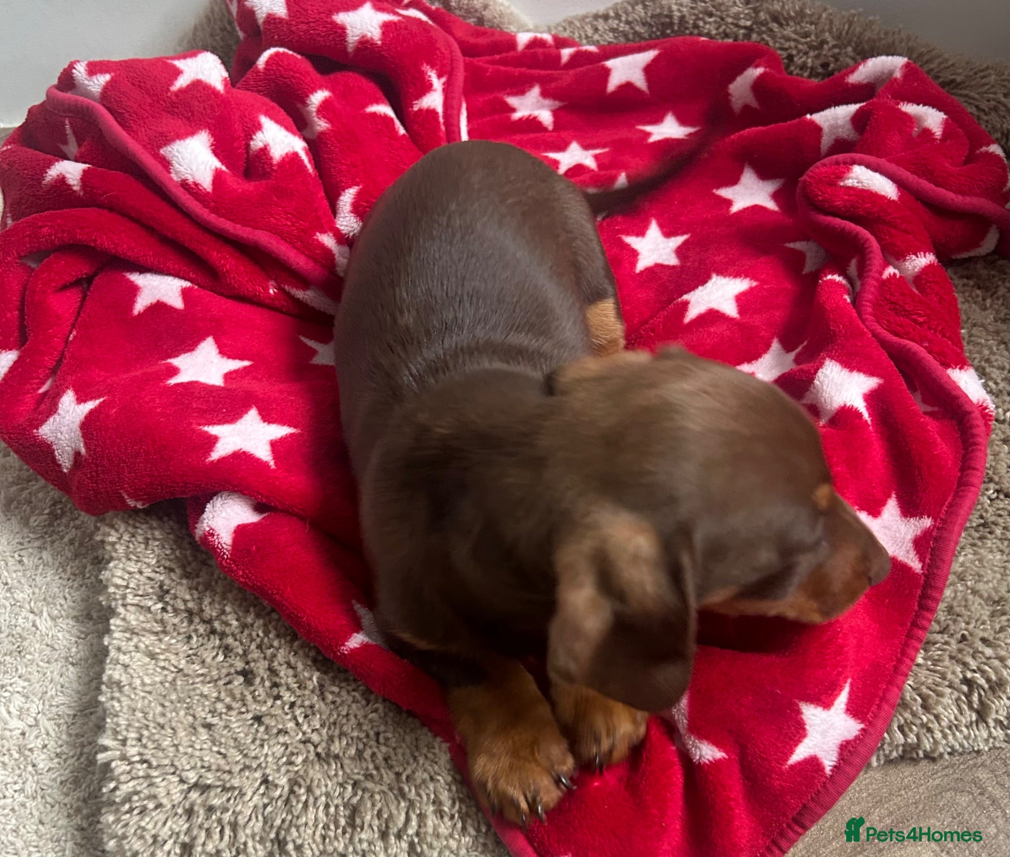 Miniature Dachshund dogs Miniature chocolate and tan dachshund - Advert 2